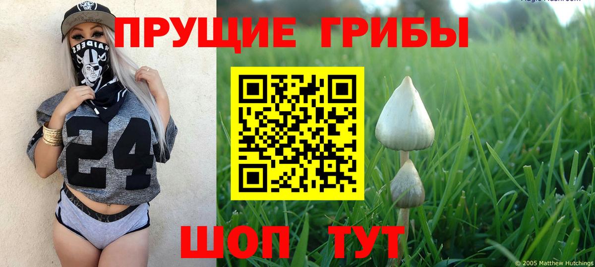 Галлюциногенные грибы Psilocybine cubensis Саратов